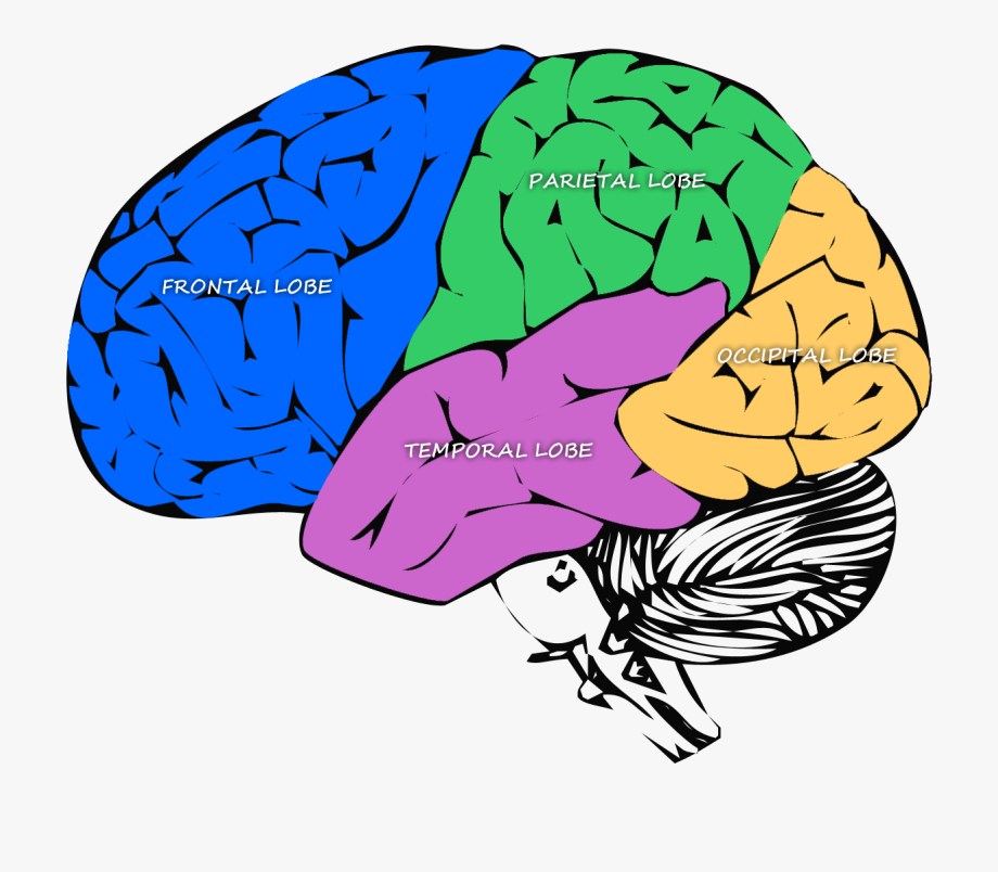 Diagram Of The Major Lobes Of The Brain Clipart