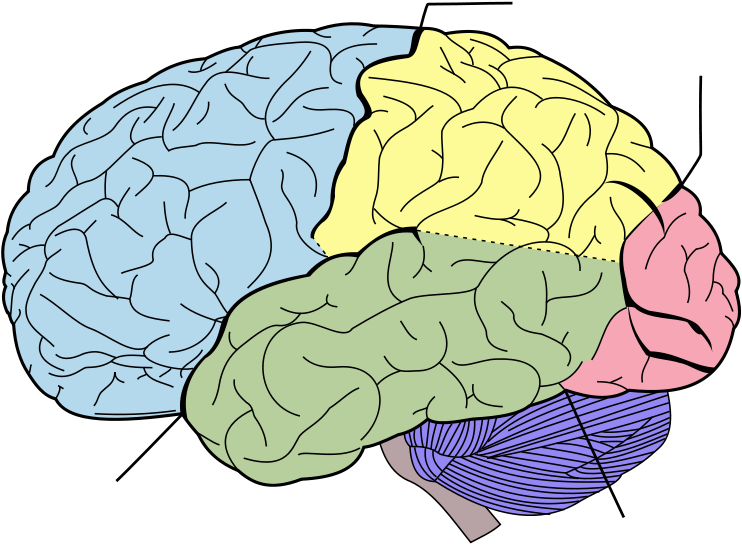 Blank brain diagram.