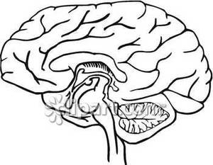 Black and White Human Brain Diagram