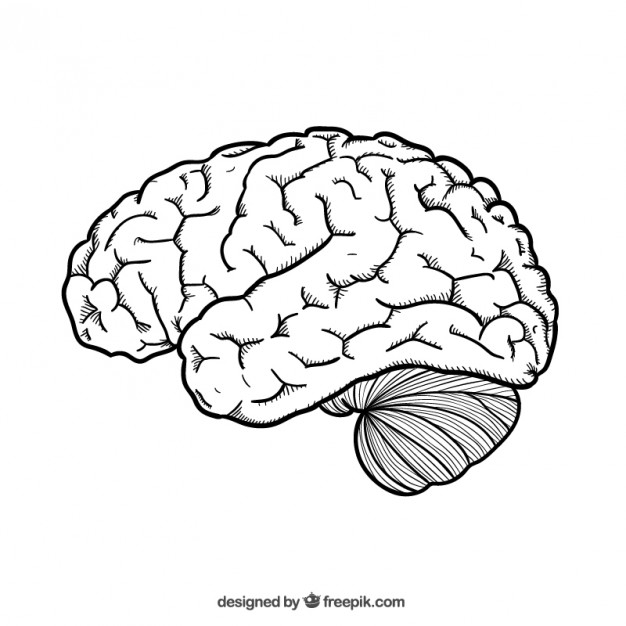 Hand drawn brain Vector