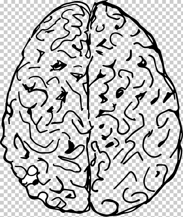 Brain drawing cerebral.