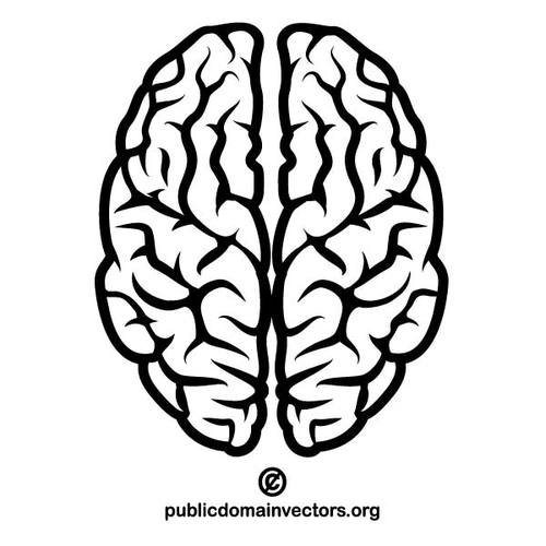 Download Vector Image Of A Human Brain Public Clipart PNG