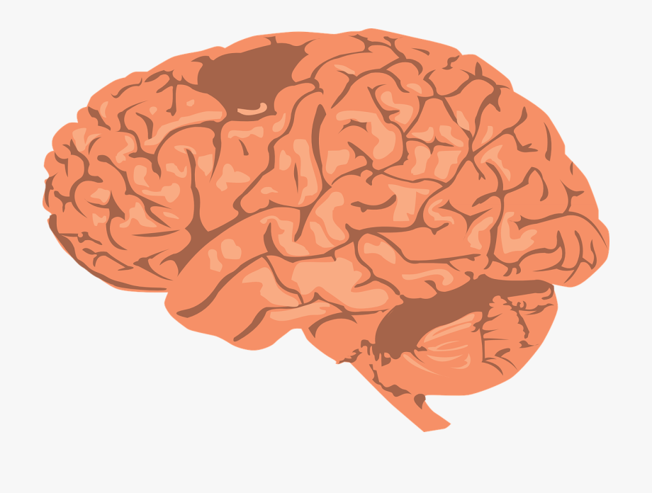 Psychology Clipart Human Brain