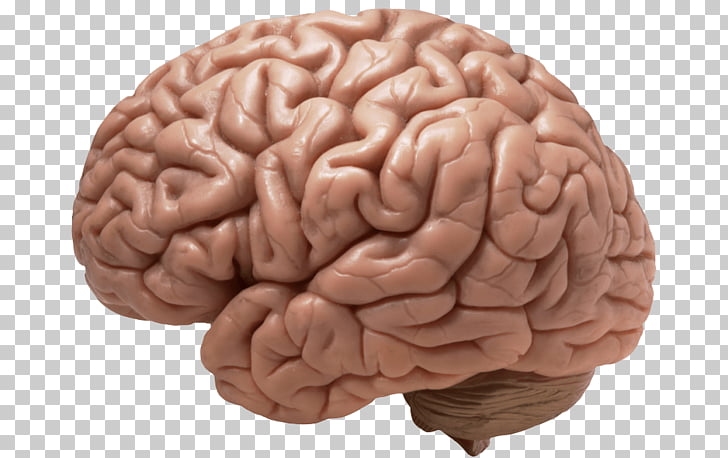 Brain realistic human.