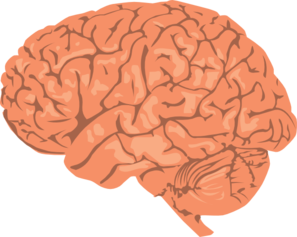 Realistic Looking Brain Clip Art at Clker