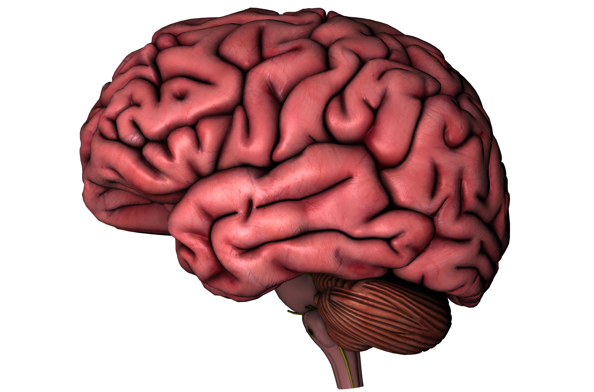 Human brain clipart free images