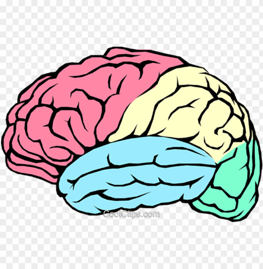 The human brain royalty free vector clip art illustration