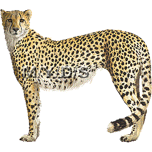 Free Cheetah Cliparts, Download Free Clip Art, Free Clip Art