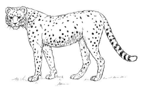 African cheetah coloring page