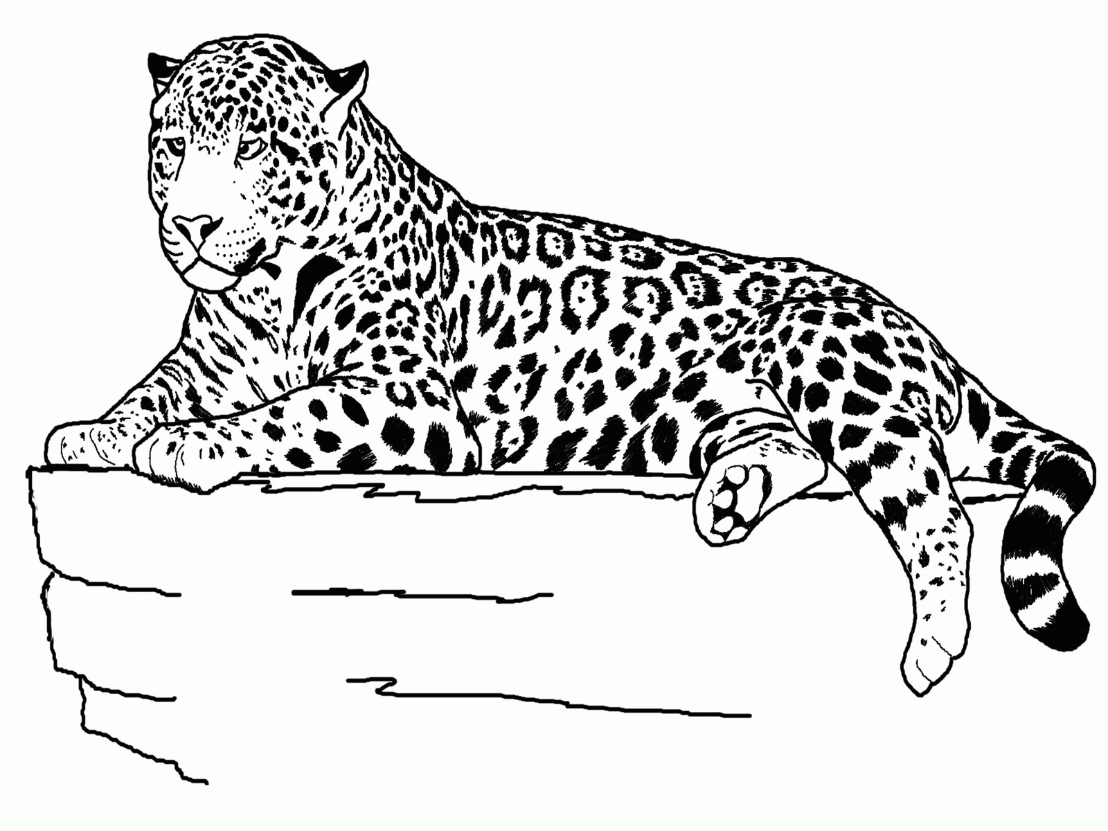free cheetah clipart color