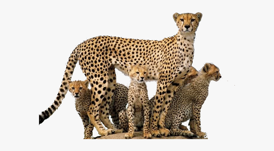 Cheetah png cheetah.