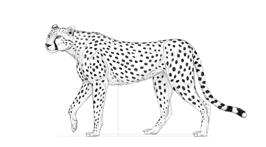 free cheetah clipart drawing
