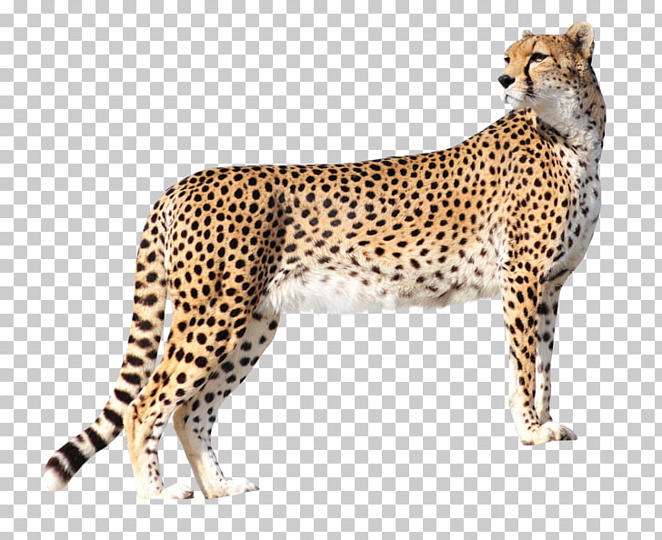 Cheetah Lion High