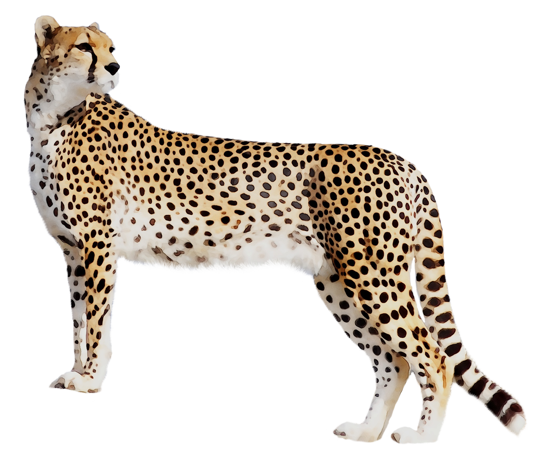 free cheetah clipart high resolution