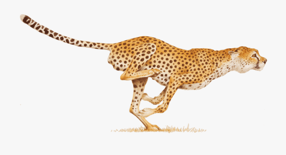 Download Cheetah Free Photo Images And Clipart Freeimg