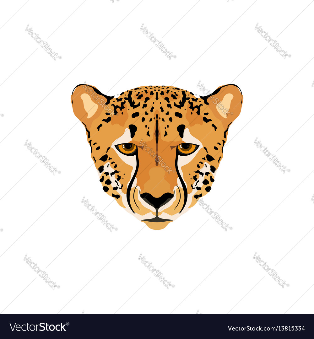 A cheetah head