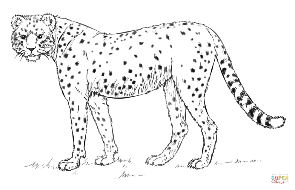 Free Coloring Pages Cheetah Girls, Download Free Clip Art