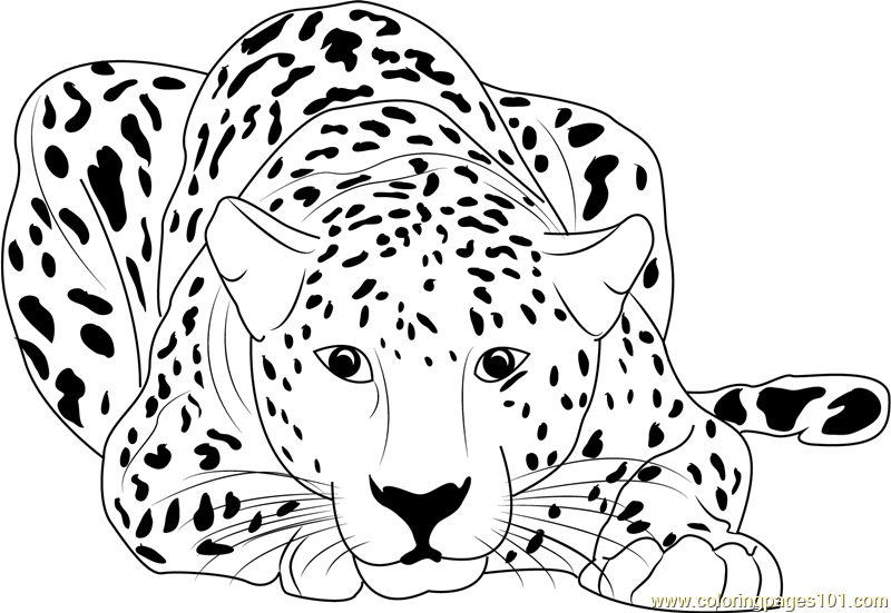 Cheetah clipart coloring, Cheetah coloring Transparent FREE
