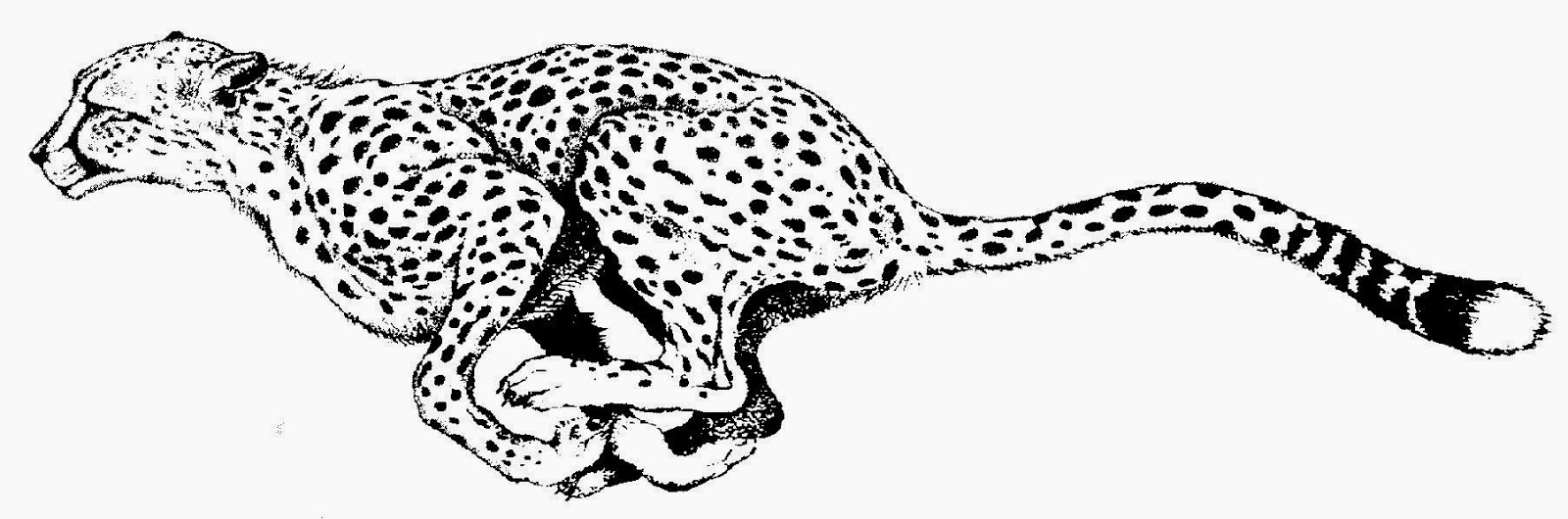 Free cheetah clipart clip art pictures graphics