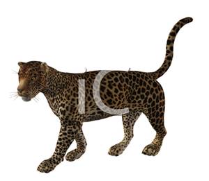 Realistic Cheetah