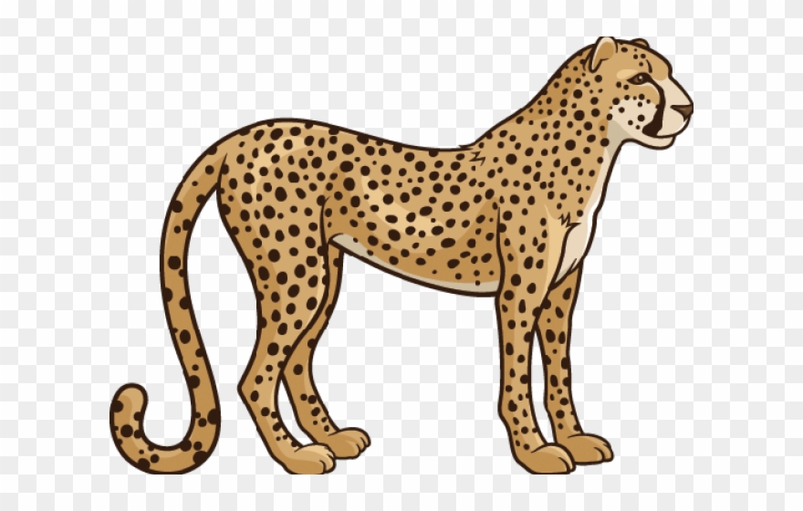 Realistic clipart cheetah.