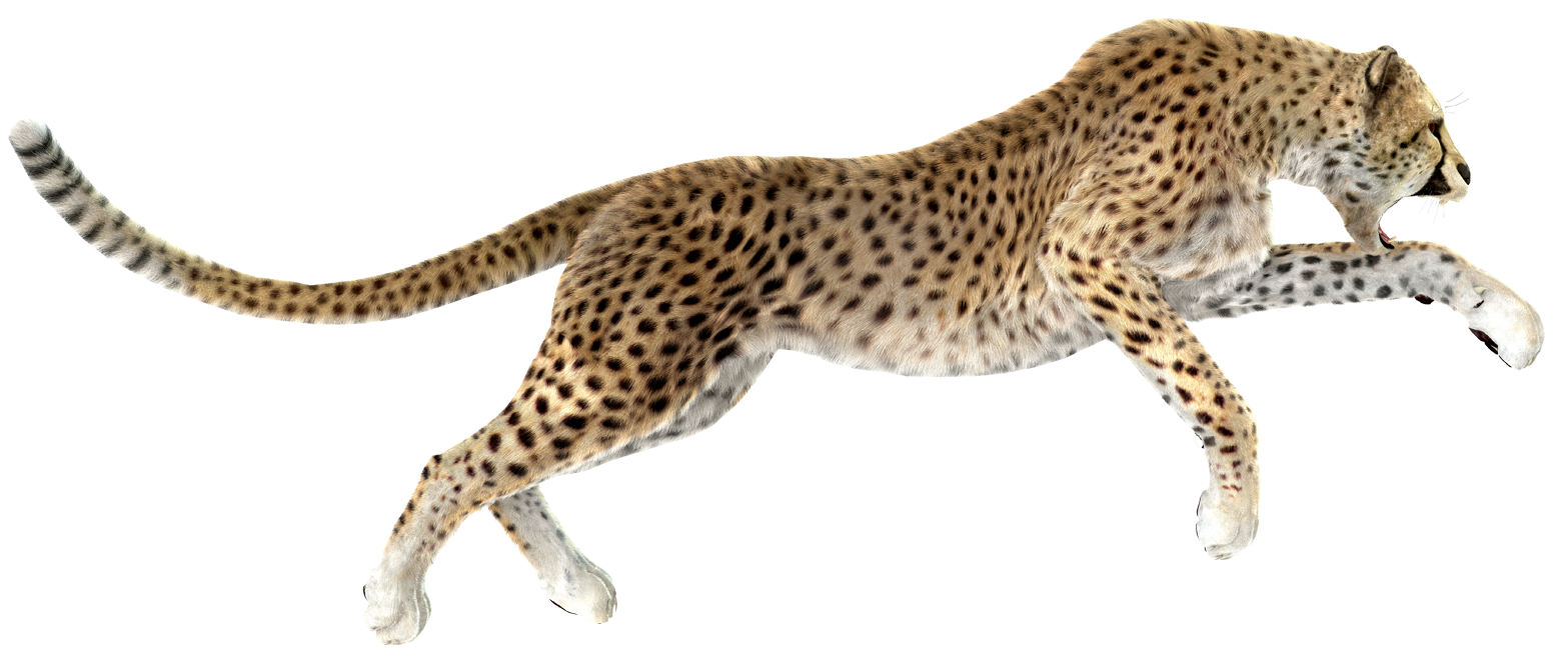 Cheetah leopard stock.