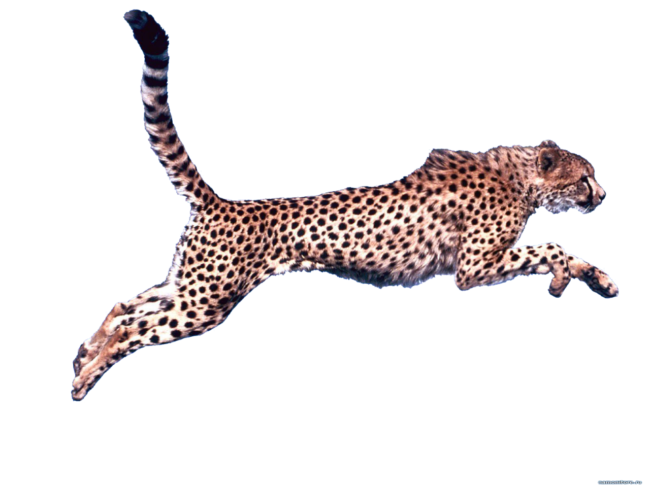 Cheetah Clip art
