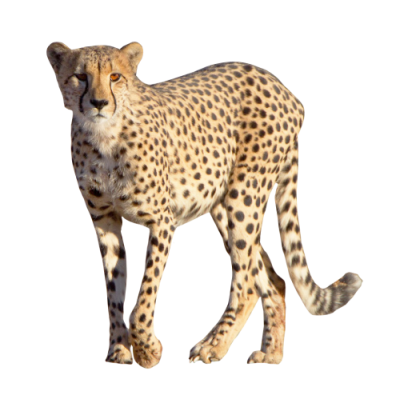 Download cheetah free.