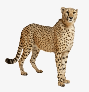 Free Cheetah Clip Art with No Background