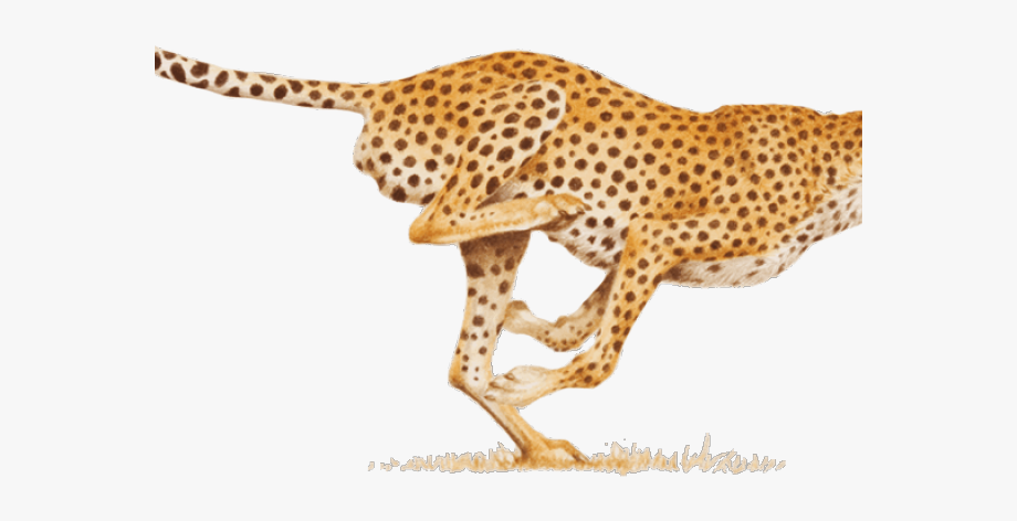 Leopard Clipart Cheetah Run