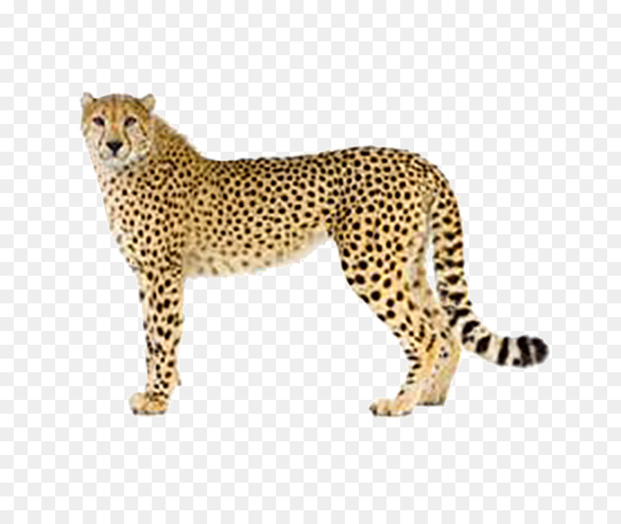 free cheetah clipart transparent