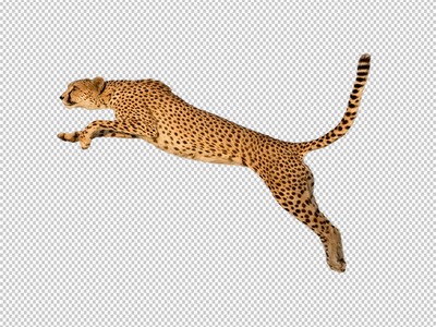 Cheetahs Clipart, free Cheetahs transparent PNG download