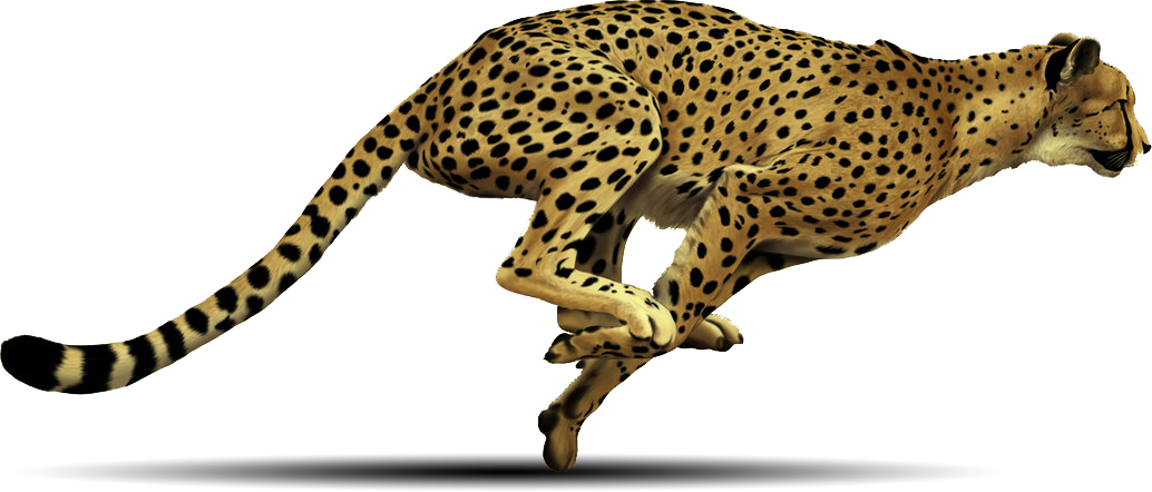 Free Cheetah PNG Transparent Images, Download Free Clip Art