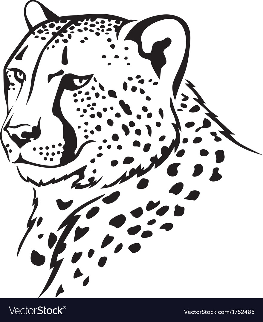 Cheetah.