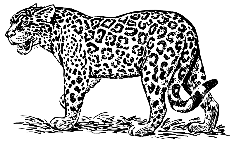 Free Cheetah Black And White Clipart, Download Free Clip Art