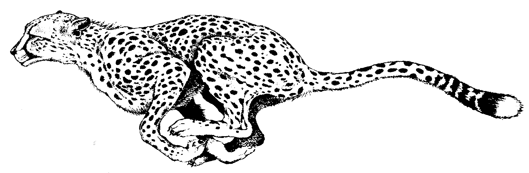 Free cheetah silhouette.