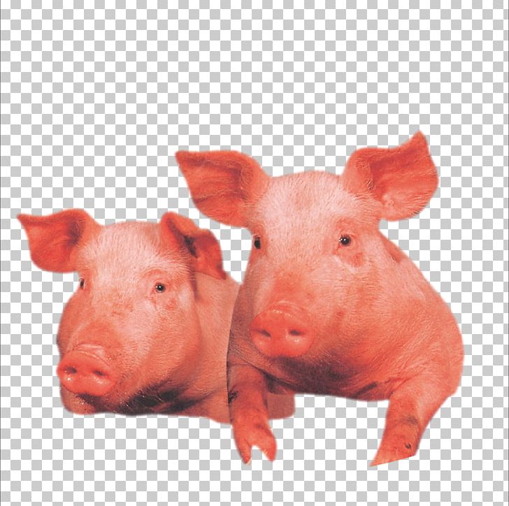 Domestic Pig Wilbur Livestock PNG, Clipart, Animals