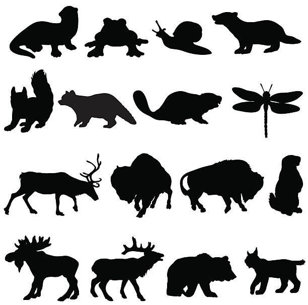 Royalty Free Otter Clip Art, Vector Images