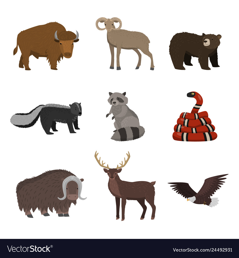 Set of wild animals from north america isolated on