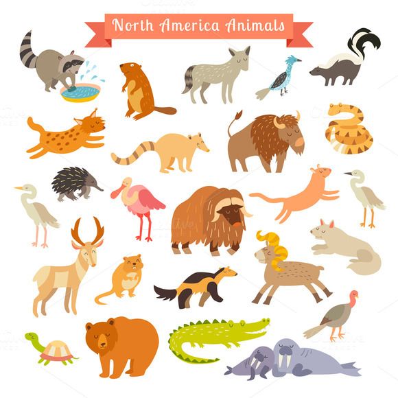 North america animals.