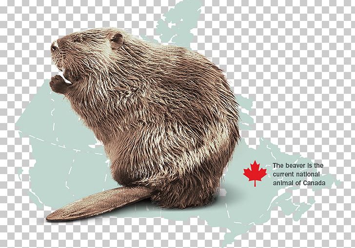 Canada Otter North American Beaver Rodent Animal PNG