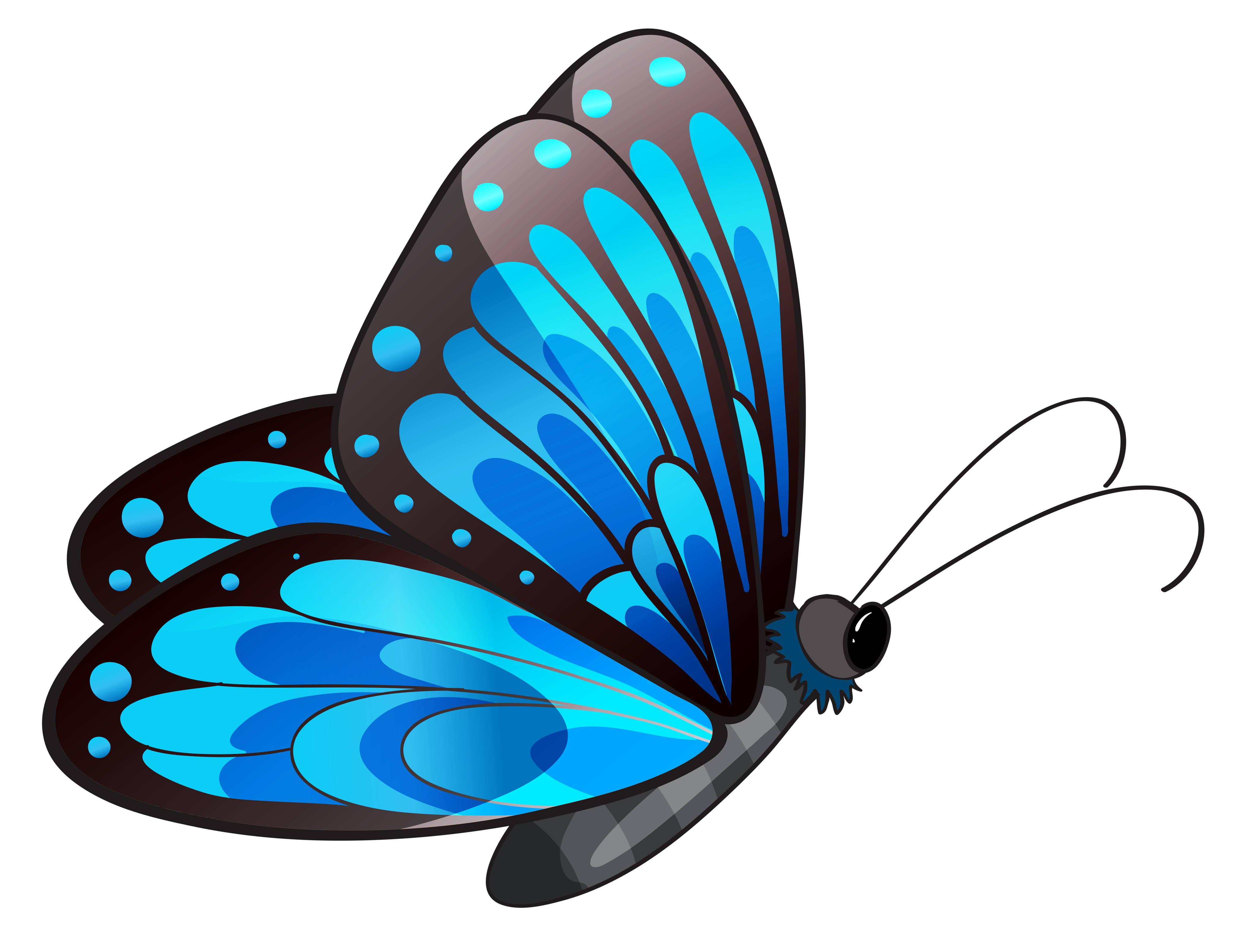 Transparent blue butterfly.