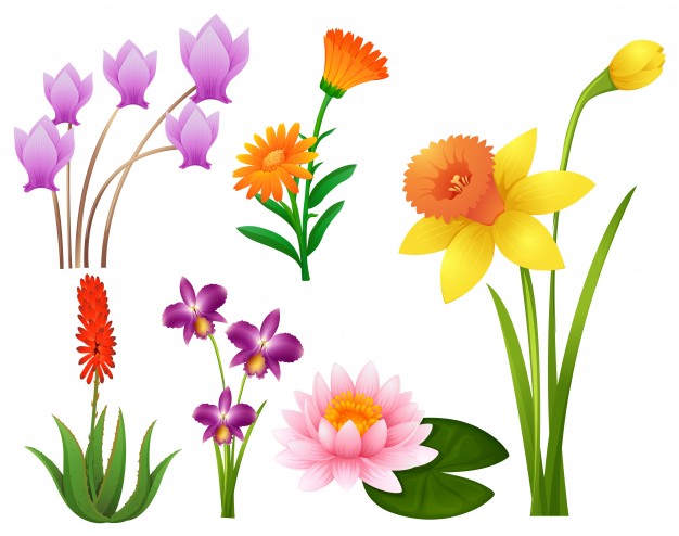 Flowers flower clipart vectors photos and psd files free