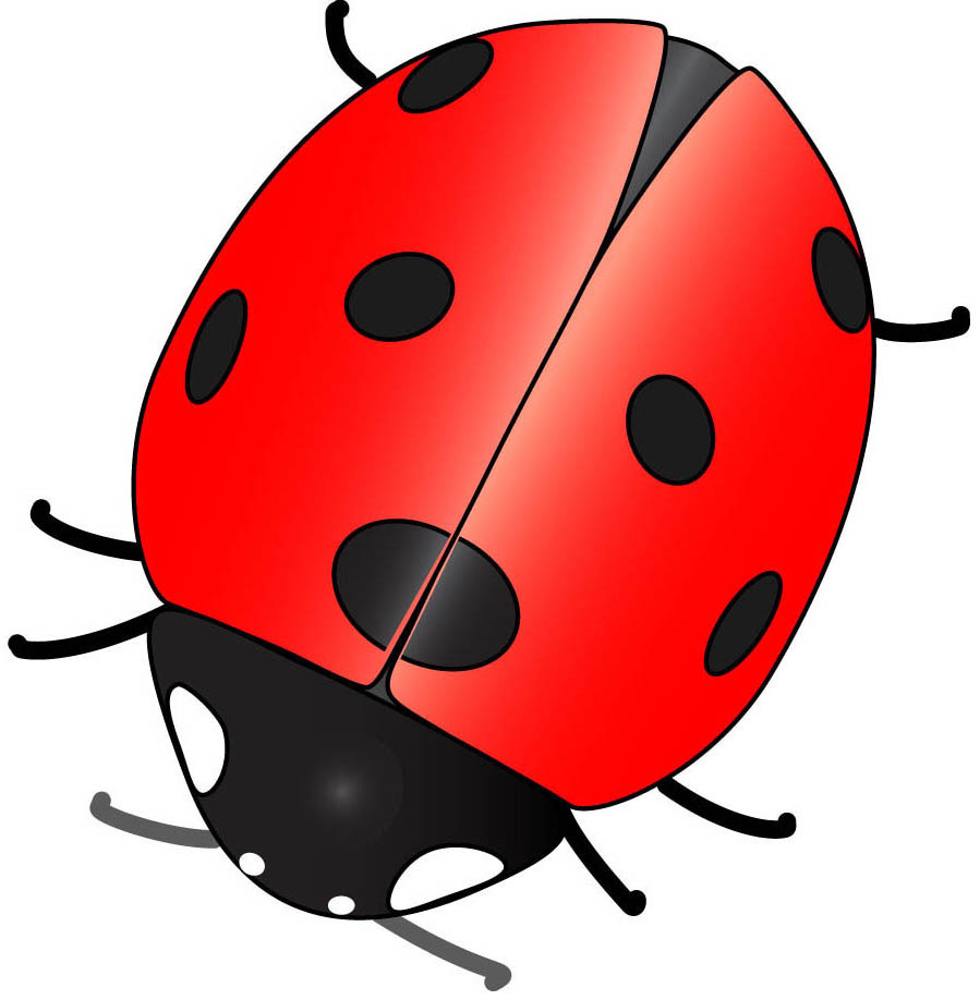 Cute Ladybug Drawings