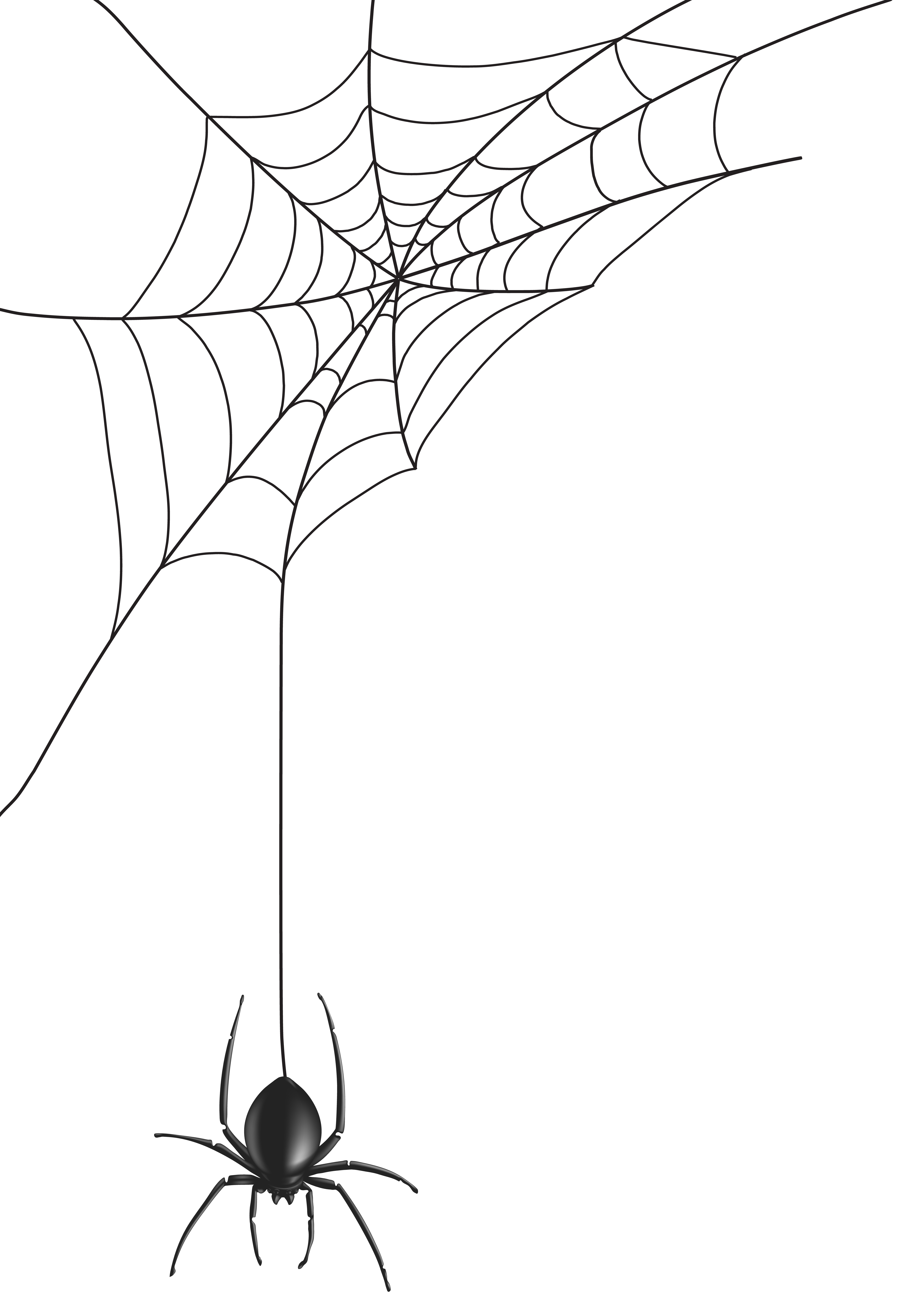 Spider Web PNG Clip Art Image