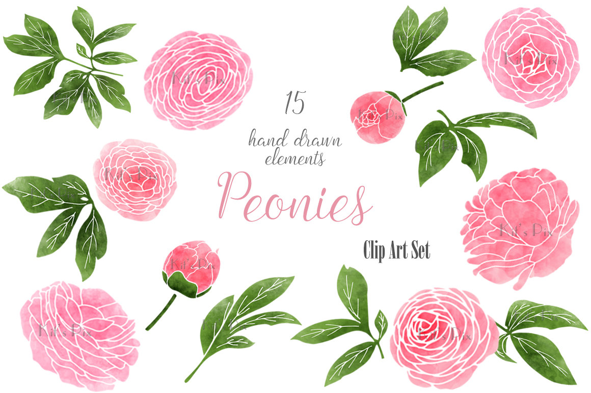 Free peonies cliparts.