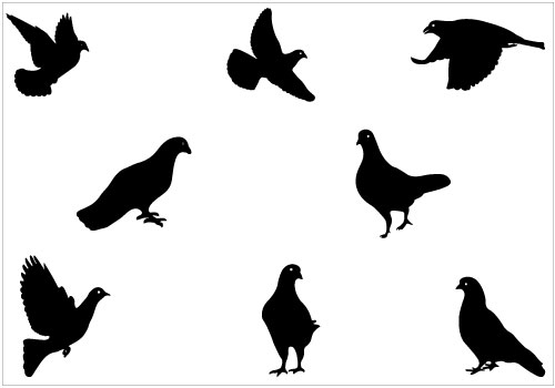 Pigeon silhouette clip.
