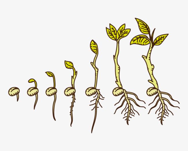 Hand Drawn Cartoon Plants Growing Up