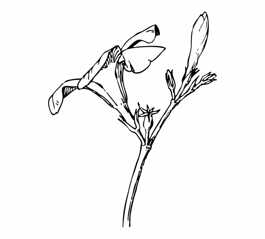 Oleander Bud Flower Drawing Plants