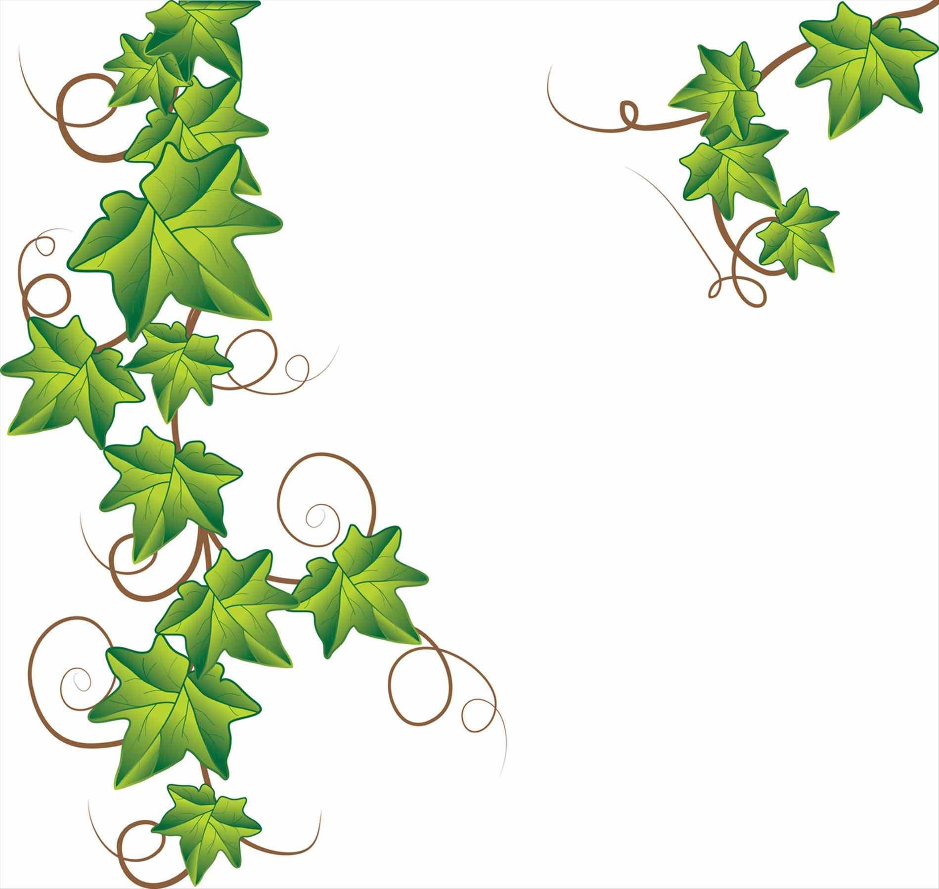 Ivy poison ivy.